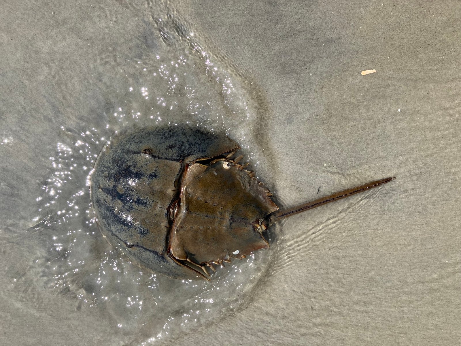 The Horseshoe Crab: Nature’s Time Traveler (image credits: wikimedia)