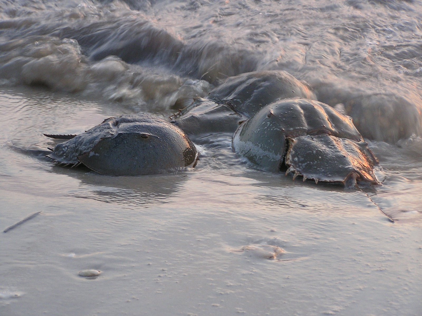 Harvesting Horseshoe Crabs: A Double-Edged Sword (image credits: wikimedia)