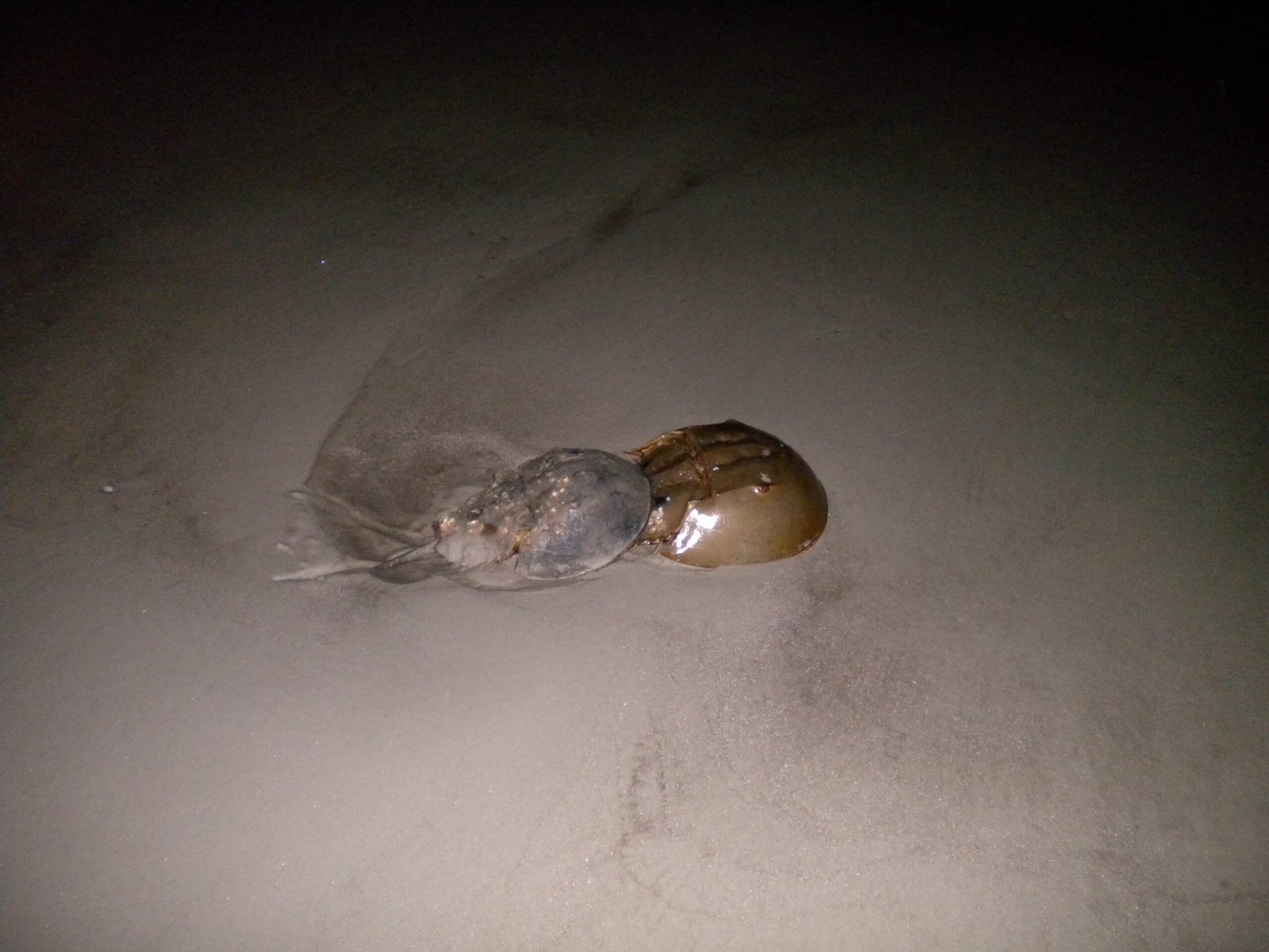 The Ripple Effect: Horseshoe Crabs and Shorebirds (image credits: wikimedia)