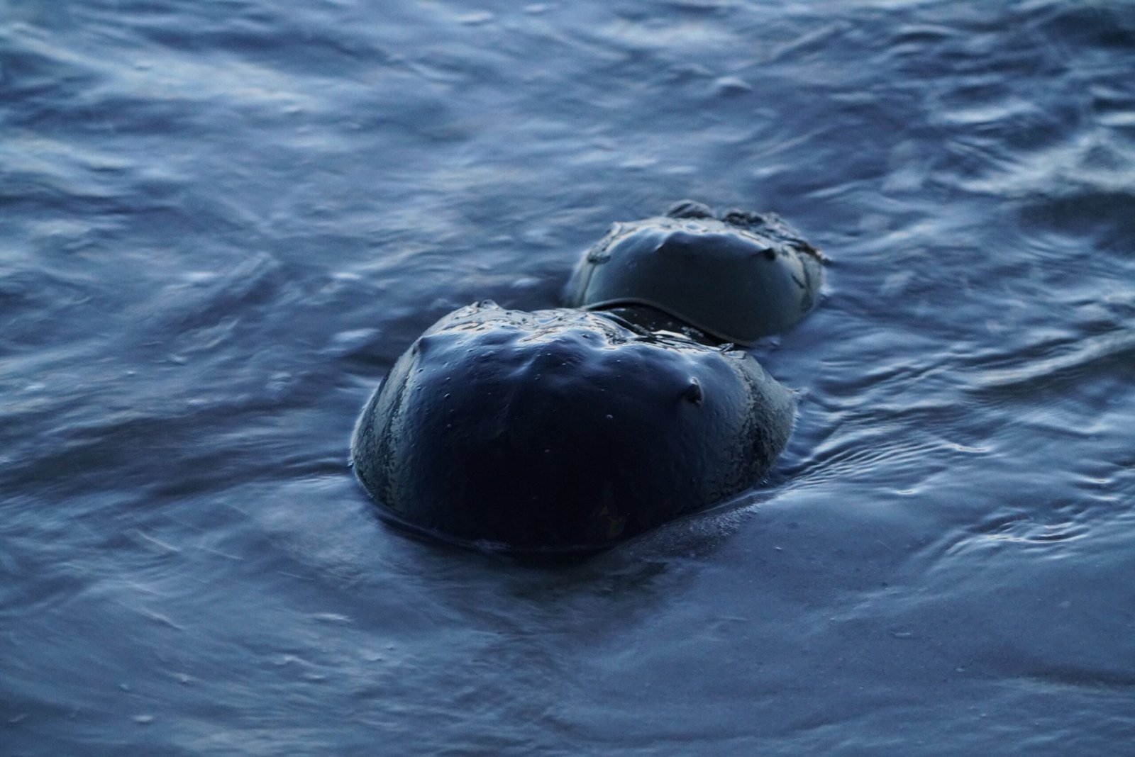 Horseshoe Crab Spawning: A Natural Spectacle Under Threat (image credits: wikimedia)