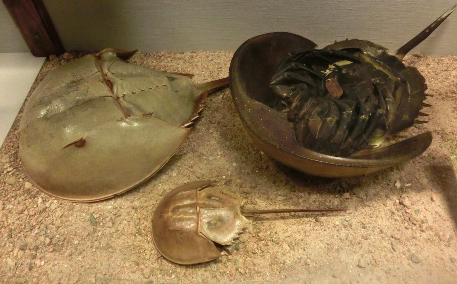 Horseshoe Crabs in Biomedical Research: Beyond LAL (image credits: wikimedia)