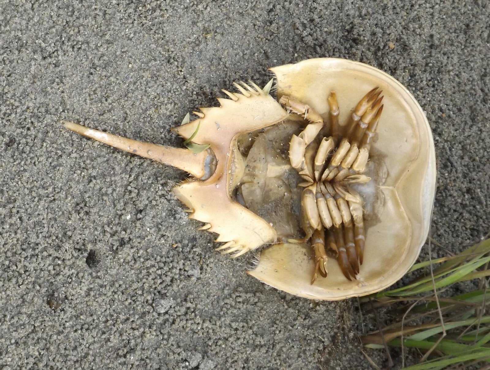 Economic Impact: The Value of a Single Crab (image credits: wikimedia)