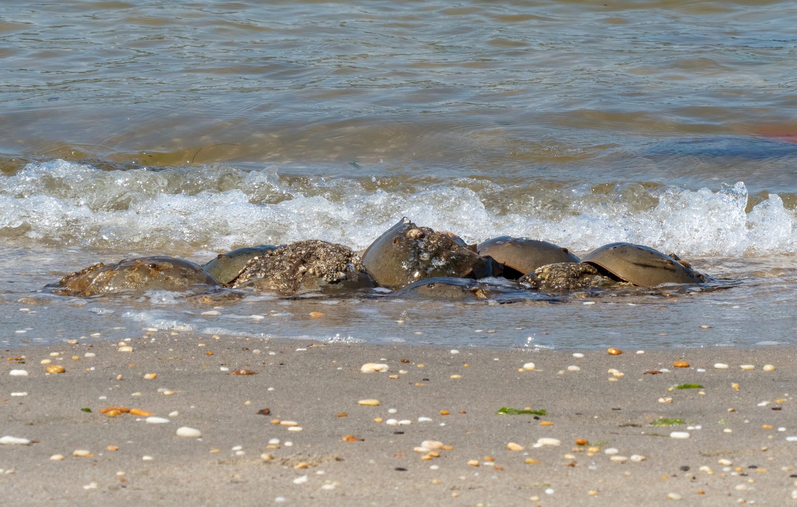 The Global Context: Horseshoe Crabs Around the World (image credits: wikimedia)