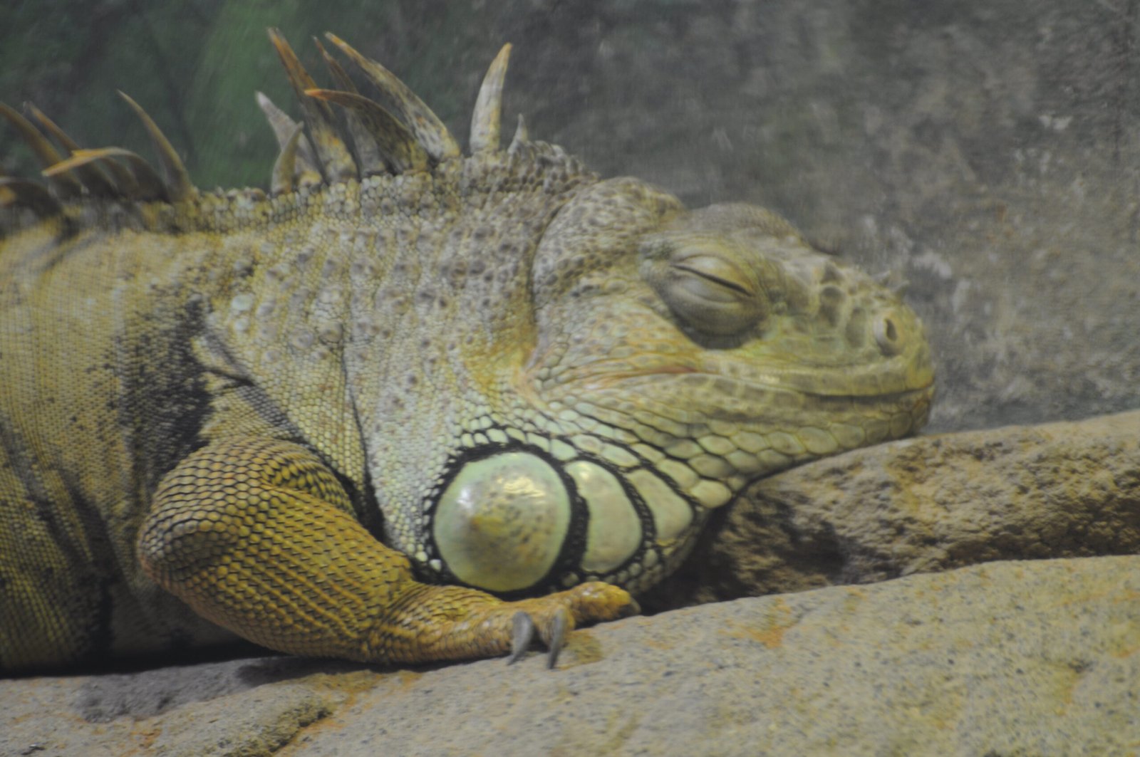 Screen Time and Sleep: How Light Disrupts Reptile Rest (image credits: wikimedia)