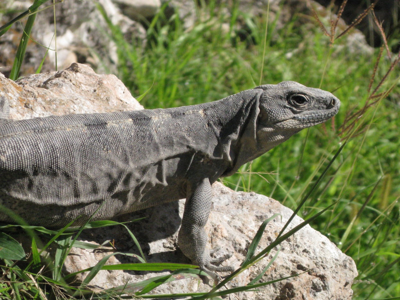 The Appeal of Nature Documentaries: Instincts Awakened (image credits: wikimedia)