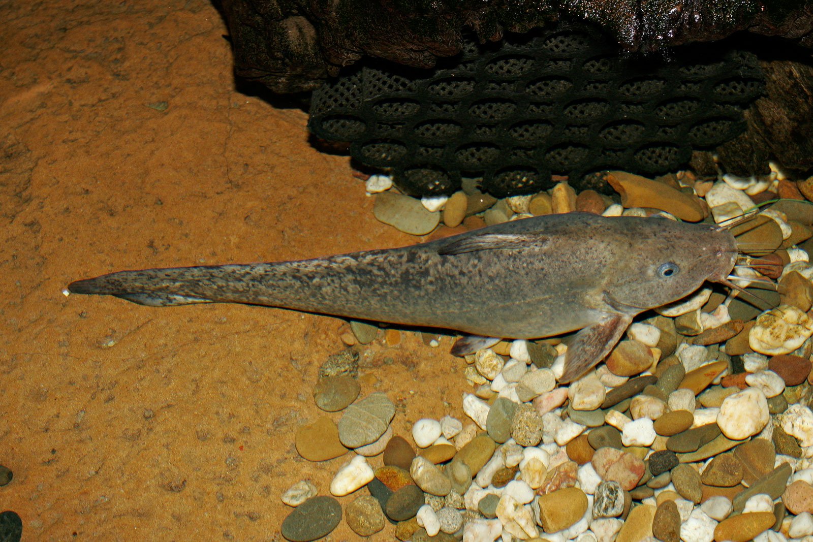 Scientific Challenges: Tracking the Untrackable (image credits: wikimedia)