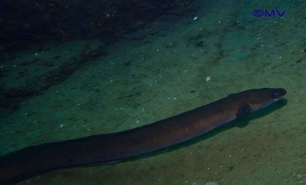 Conservation Concerns: Eels in Trouble (image credits: wikimedia)