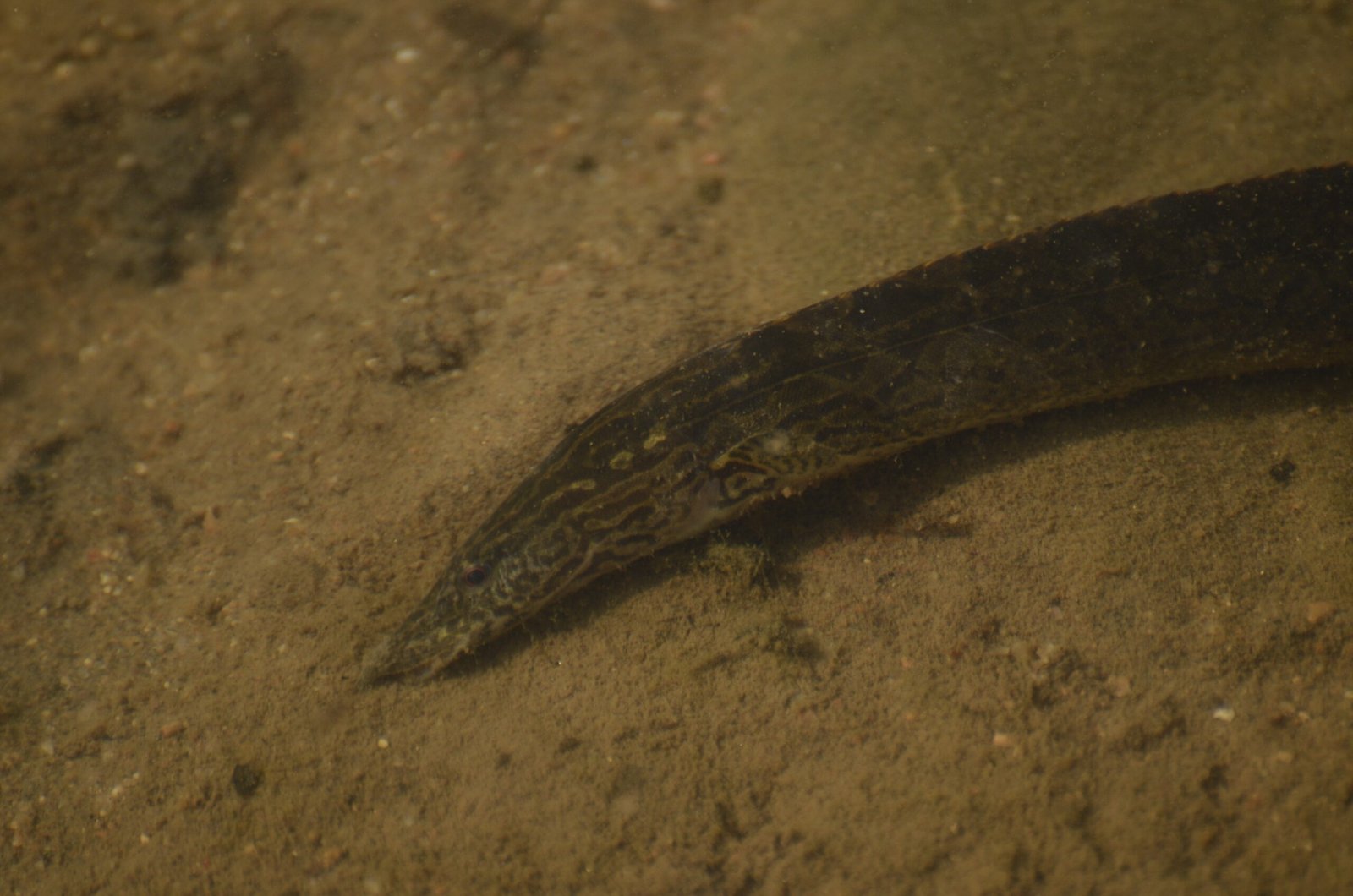The Eel’s Role in Freshwater Ecosystems (image credits: wikimedia)