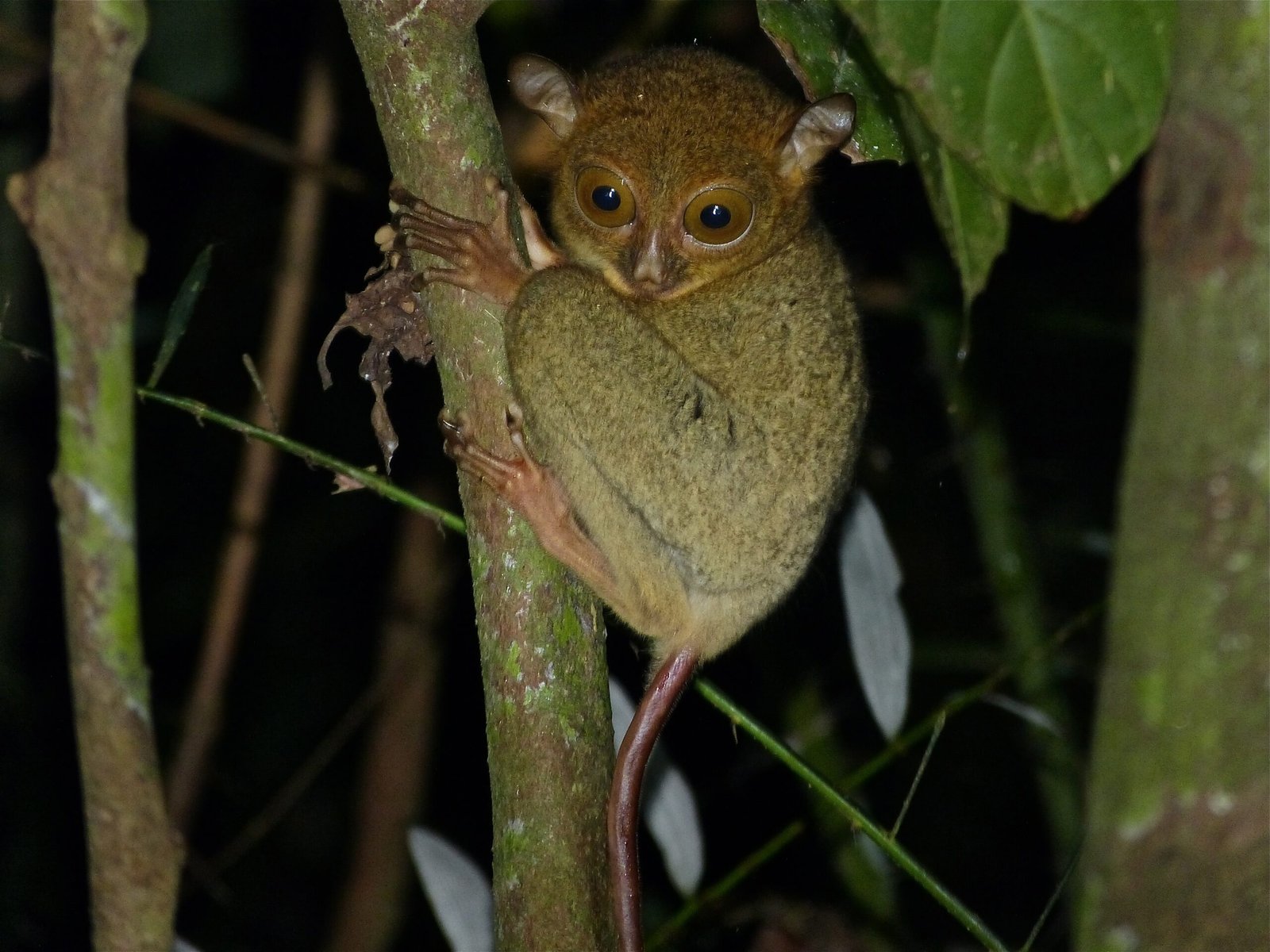 What Exactly Is a Tarsier? (image credits: wikimedia)