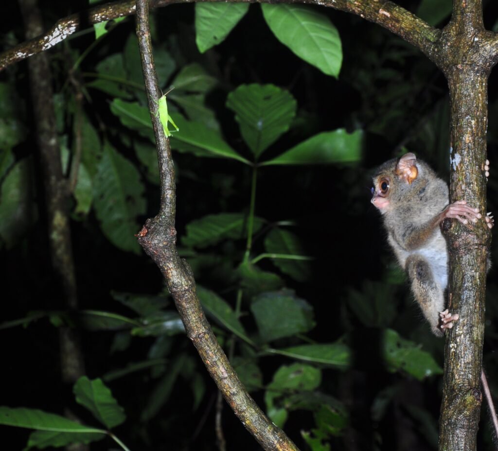 Navigating the Night: Tarsier Behavior After Dark