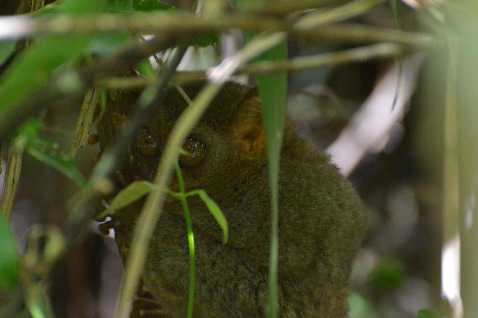 Leaping Legends: The Tarsier’s Gravity-Defying Jumps (image credits: wikimedia)