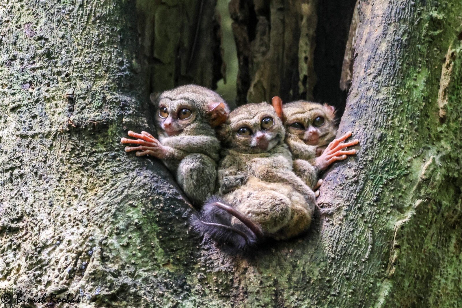 Family Life: Raising the Next Generation (image credits: wikimedia)