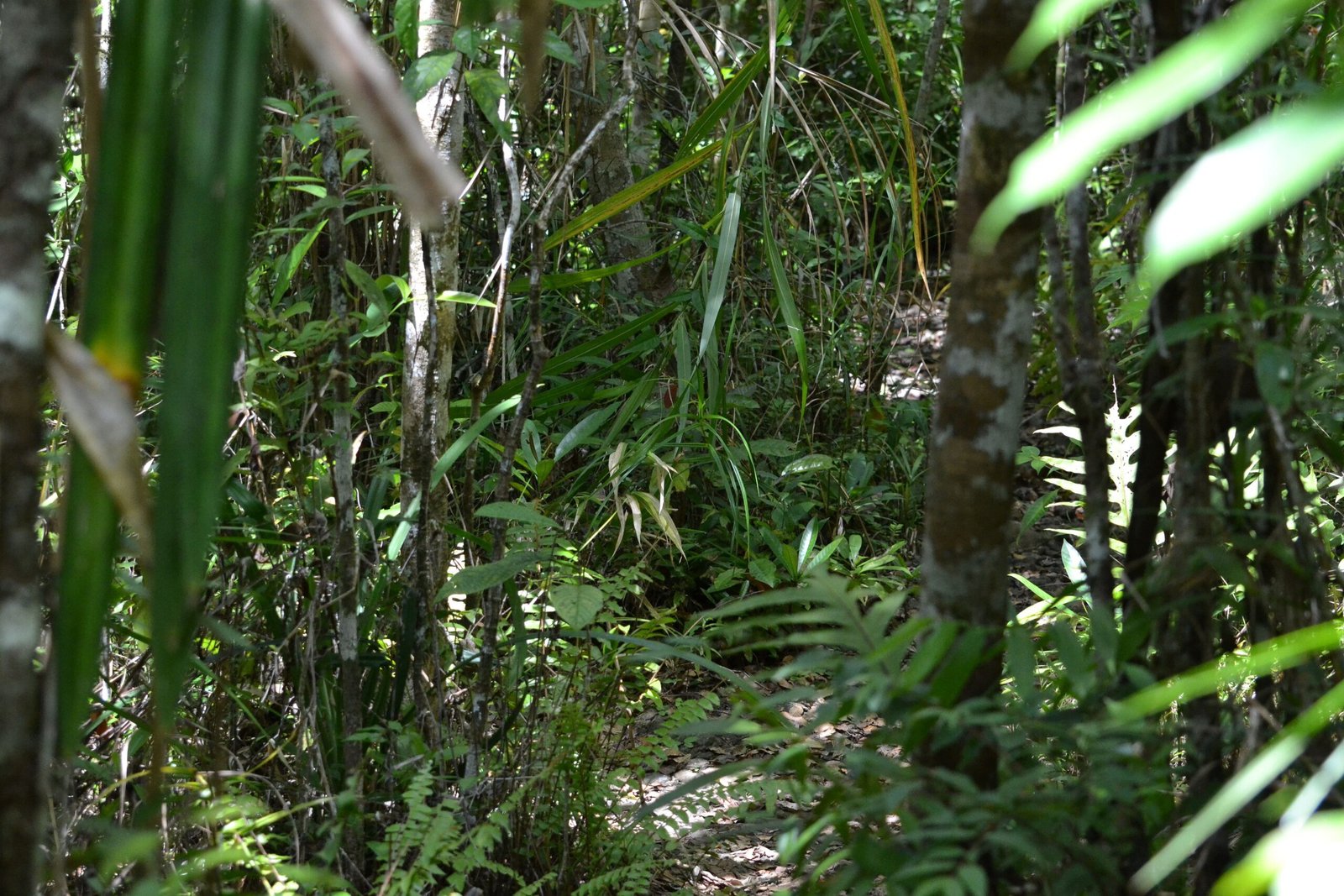 Camouflage and Defense: Surviving the Jungle (image credits: wikimedia)