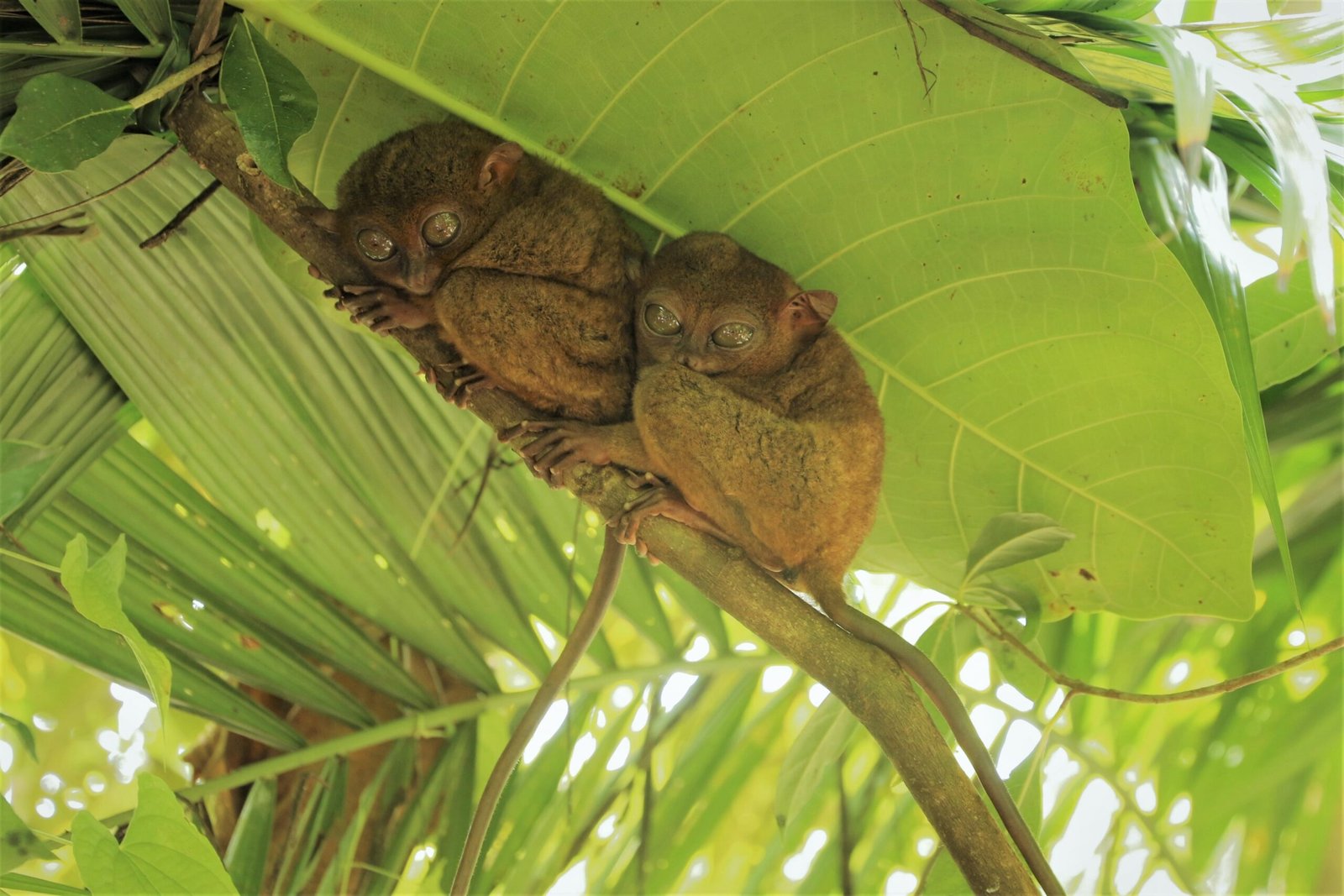 Conservation Heroes: Protecting the Tarsier (image credits: wikimedia)