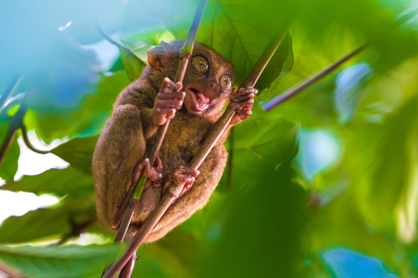 Key Takeaways from the Tarsier’s World (image credits: wikimedia)