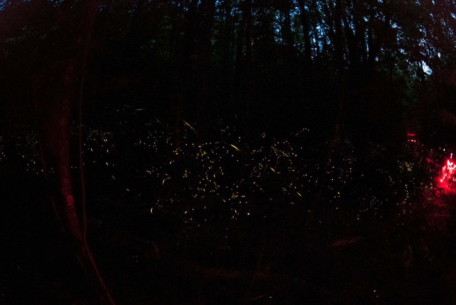 The Smoky Mountains: A Magical Stage for Fireflies (image credits: wikimedia)