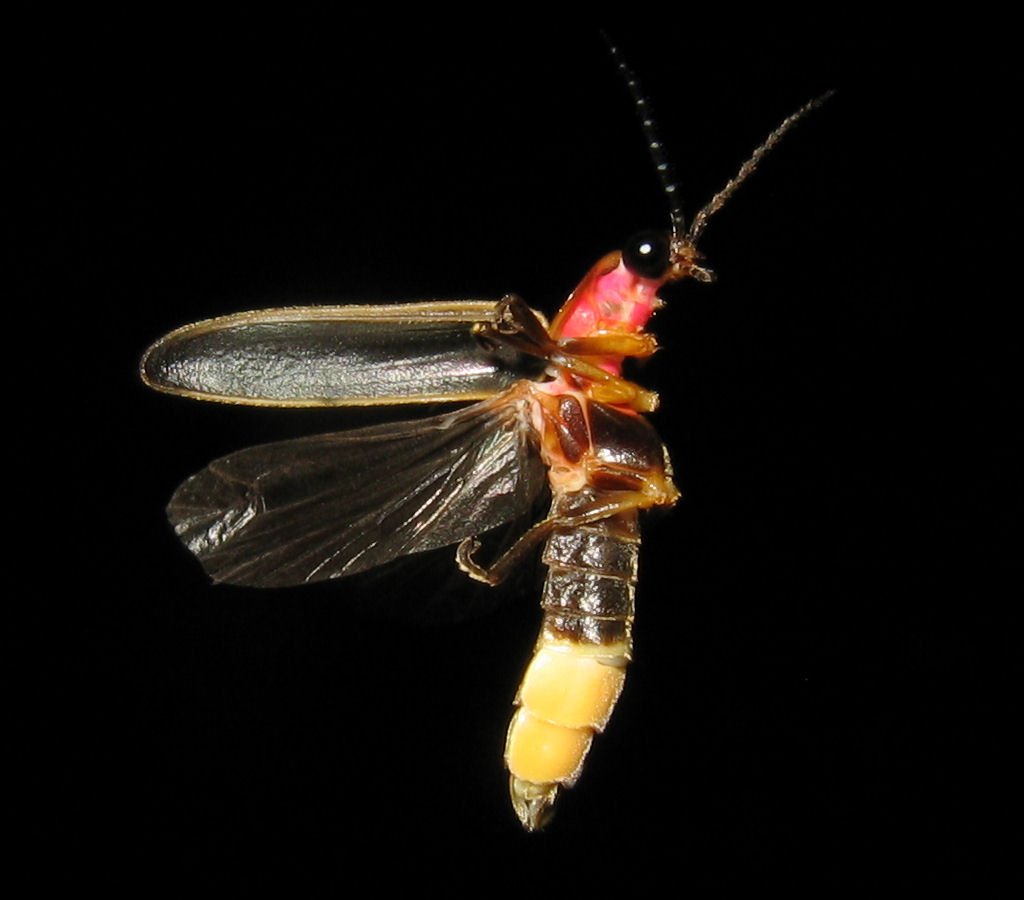 Bioluminescence: Nature’s Living Light (image credits: wikimedia)