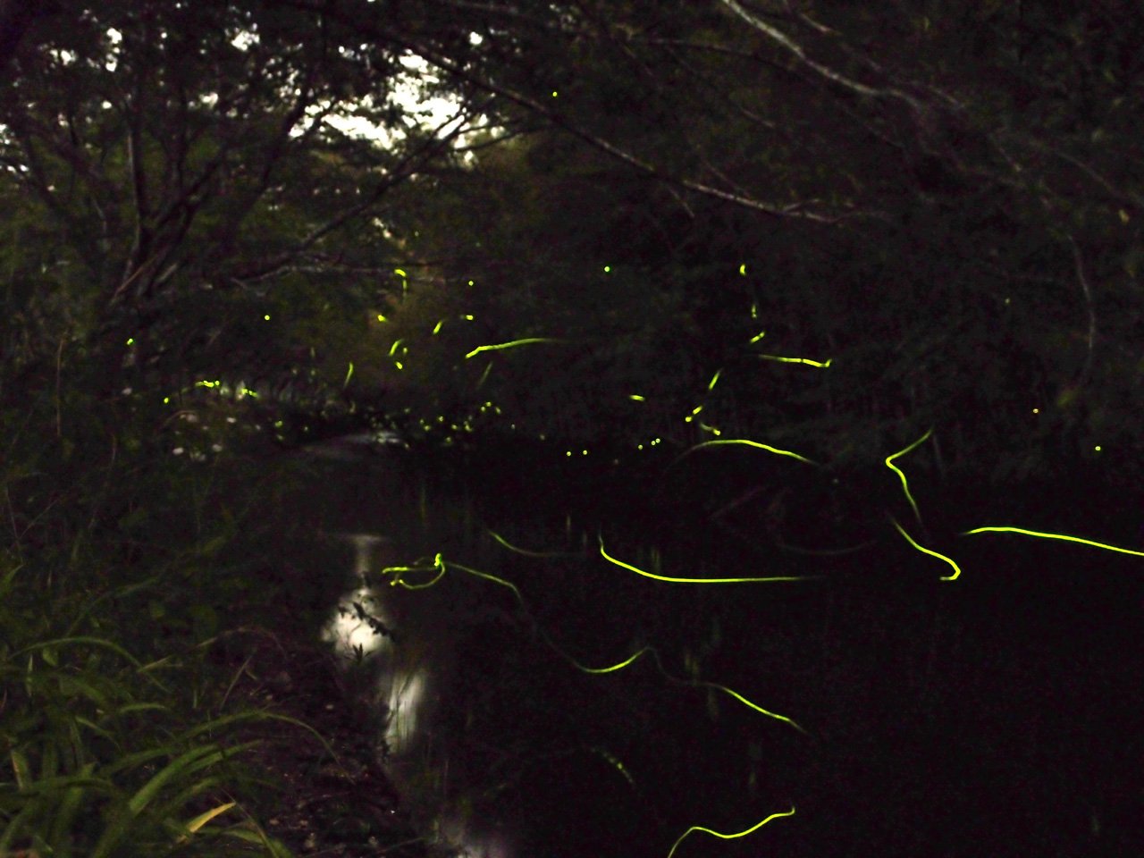 Fireflies and Human Culture: Stories and Superstitions (image credits: wikimedia)
