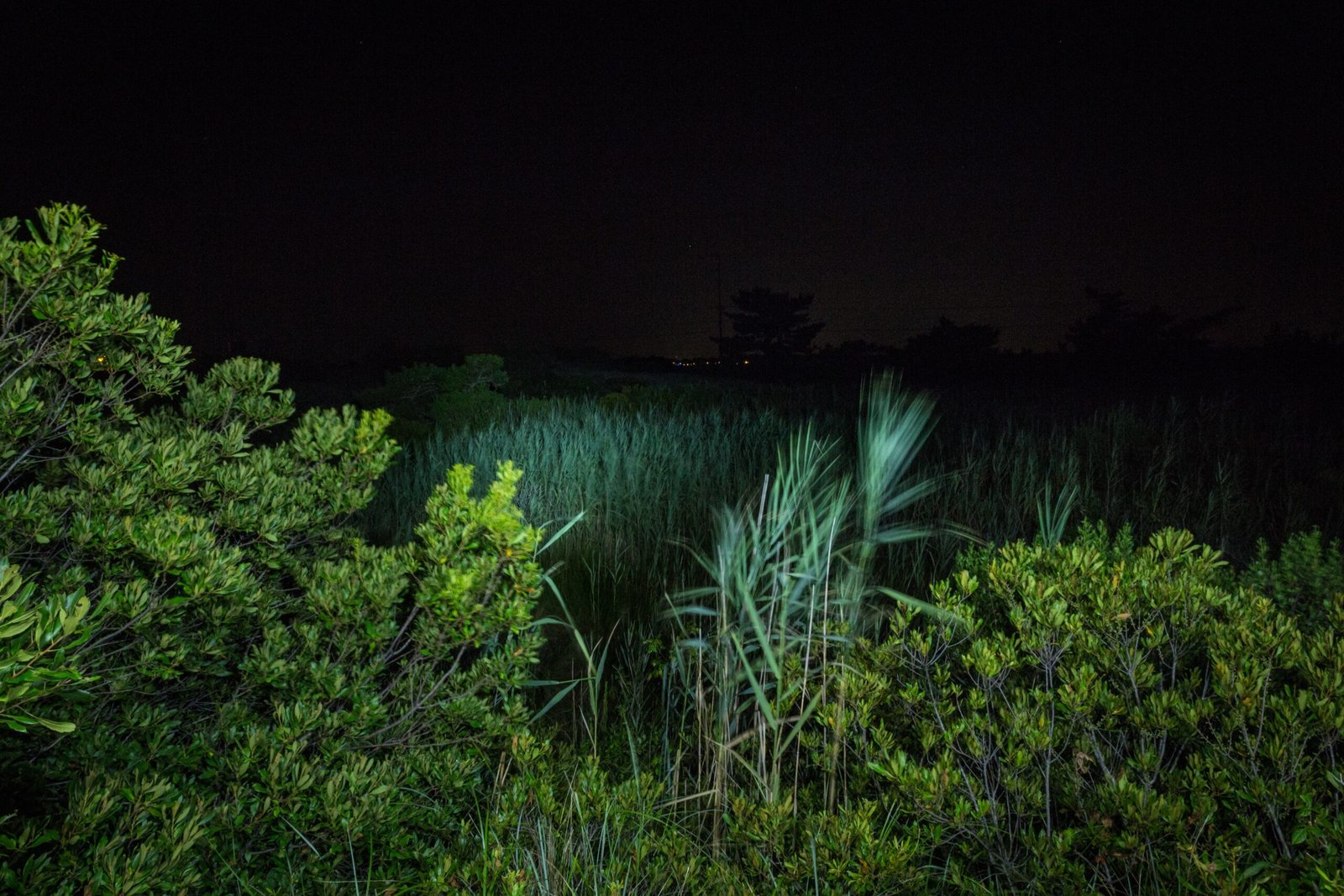 Threats to Fireflies: Habitat Loss and Light Pollution (image credits: wikimedia)
