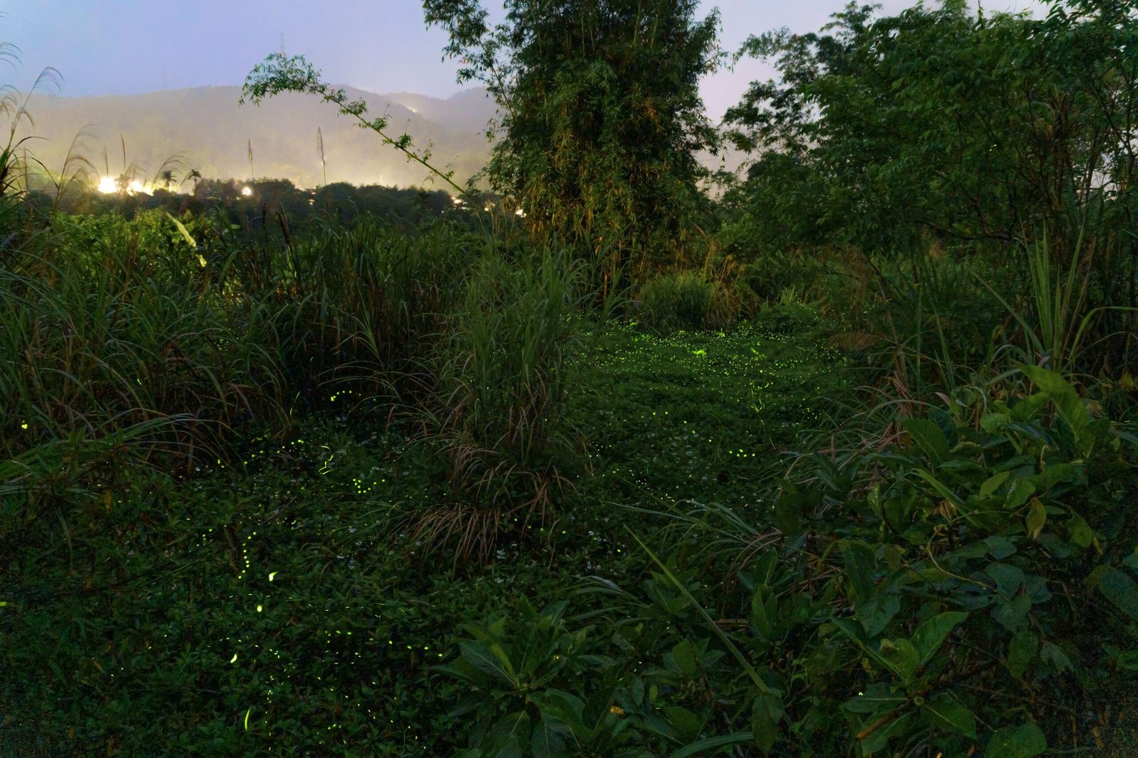 Adapting to Change: Fireflies and Climate Shifts (image credits: wikimedia)