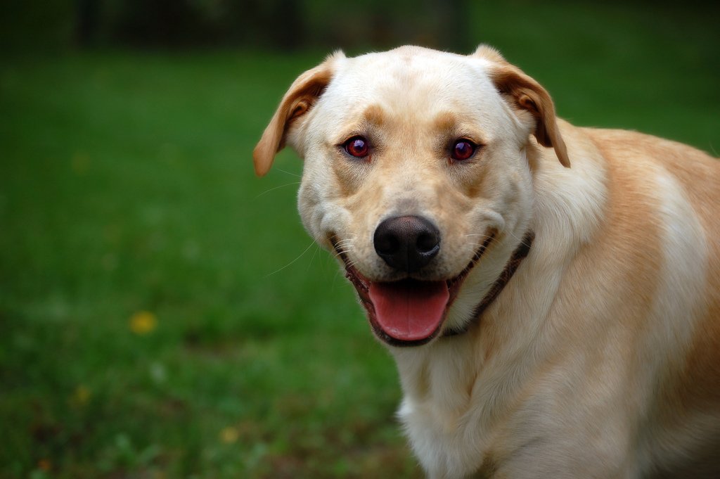 Why Dogs Pay Attention to Our Eyes (image credits: wikimedia)