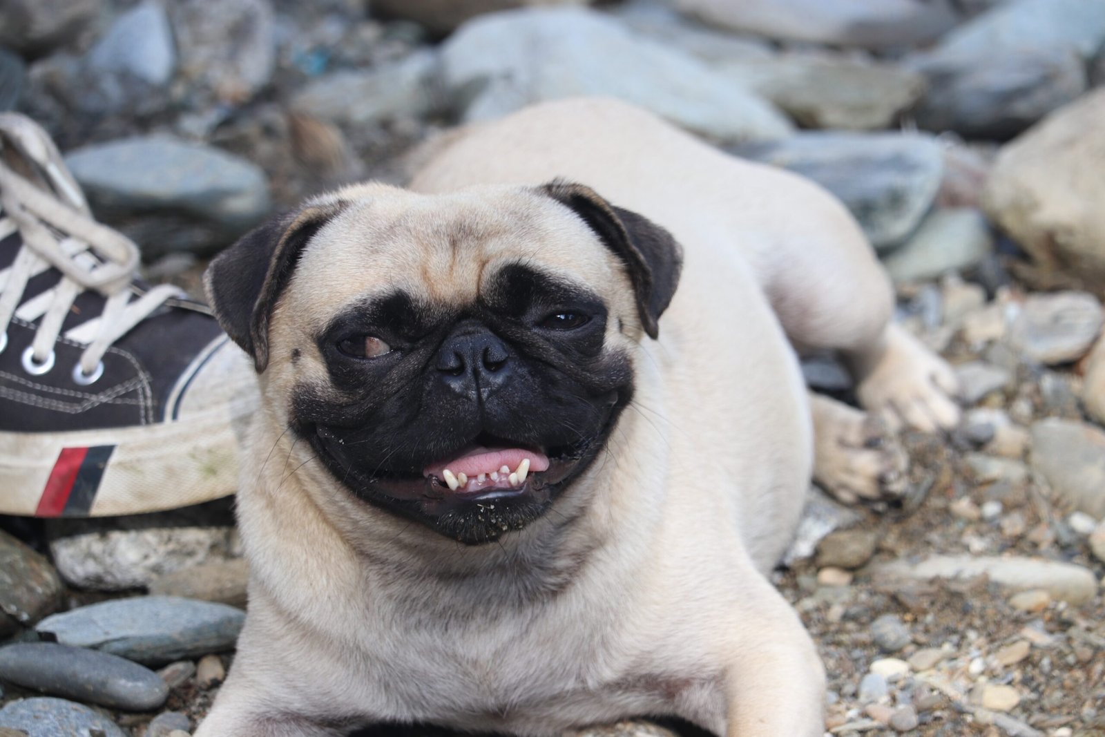 Cultural Differences: Do Dogs Read Every Face the Same? (image credits: wikimedia)