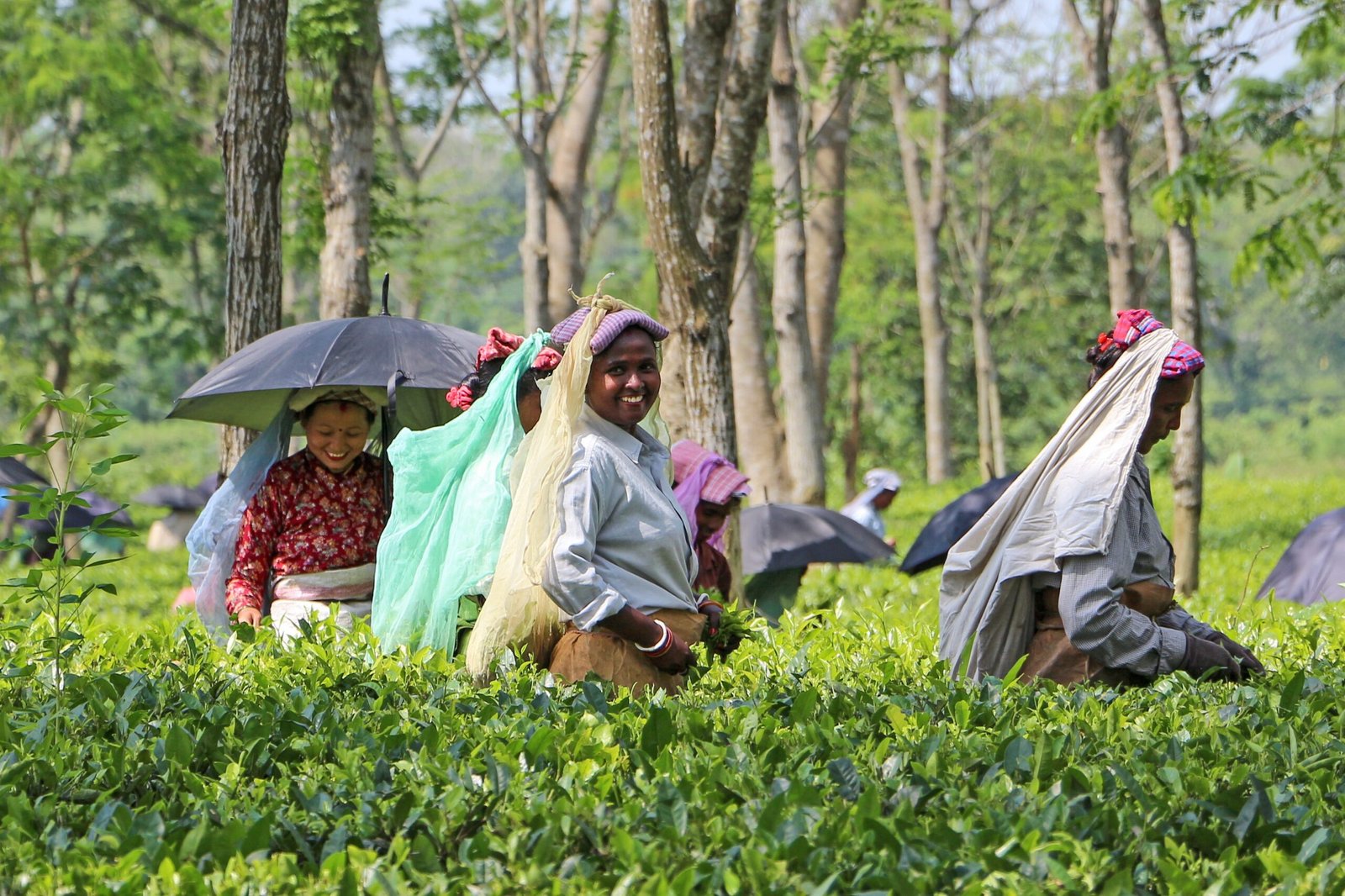 From Bud to Brew: Harvesting and Processing Methods (image credits: wikimedia)