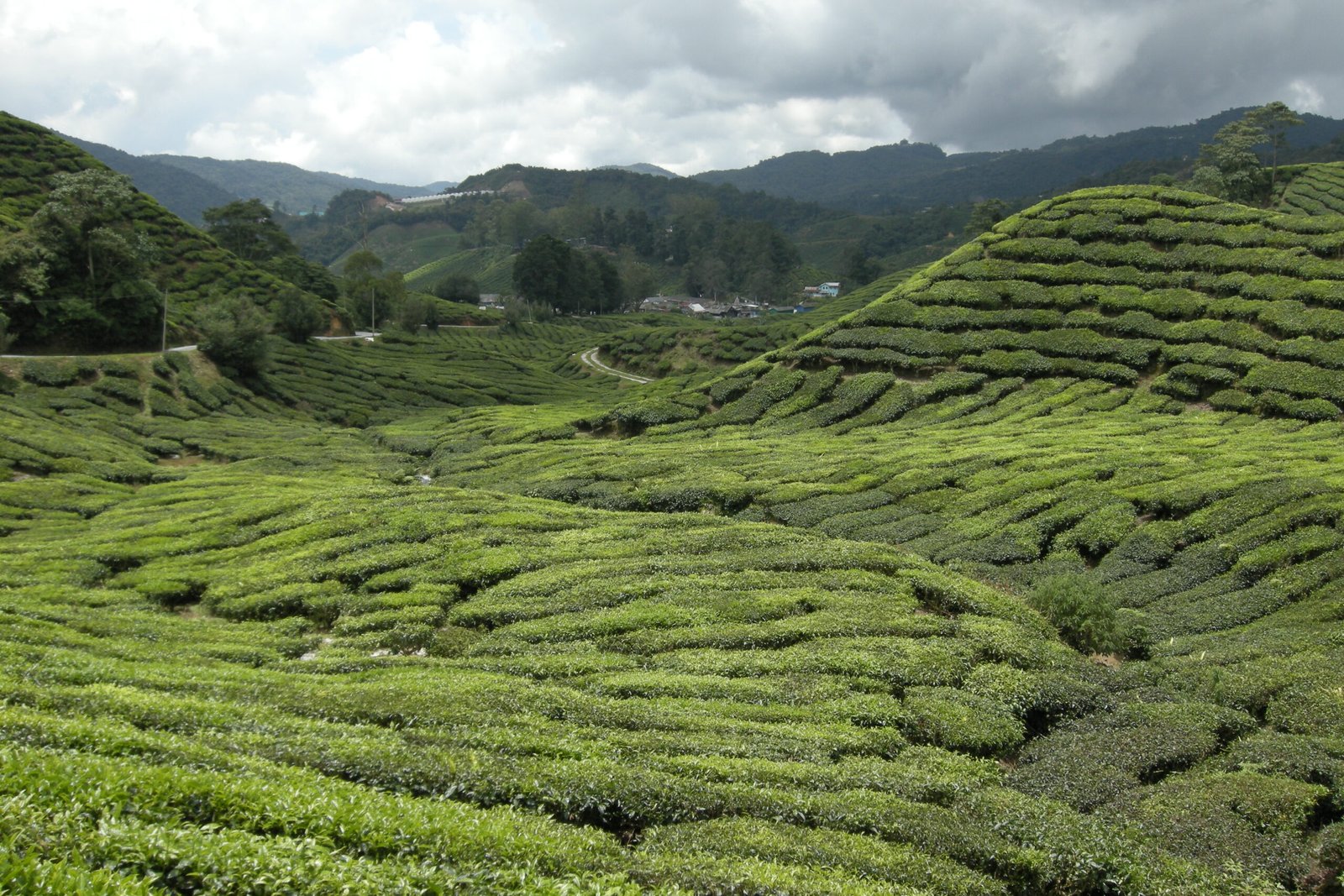 Tea’s Global Journey: Cultivation Around the World (image credits: wikimedia)