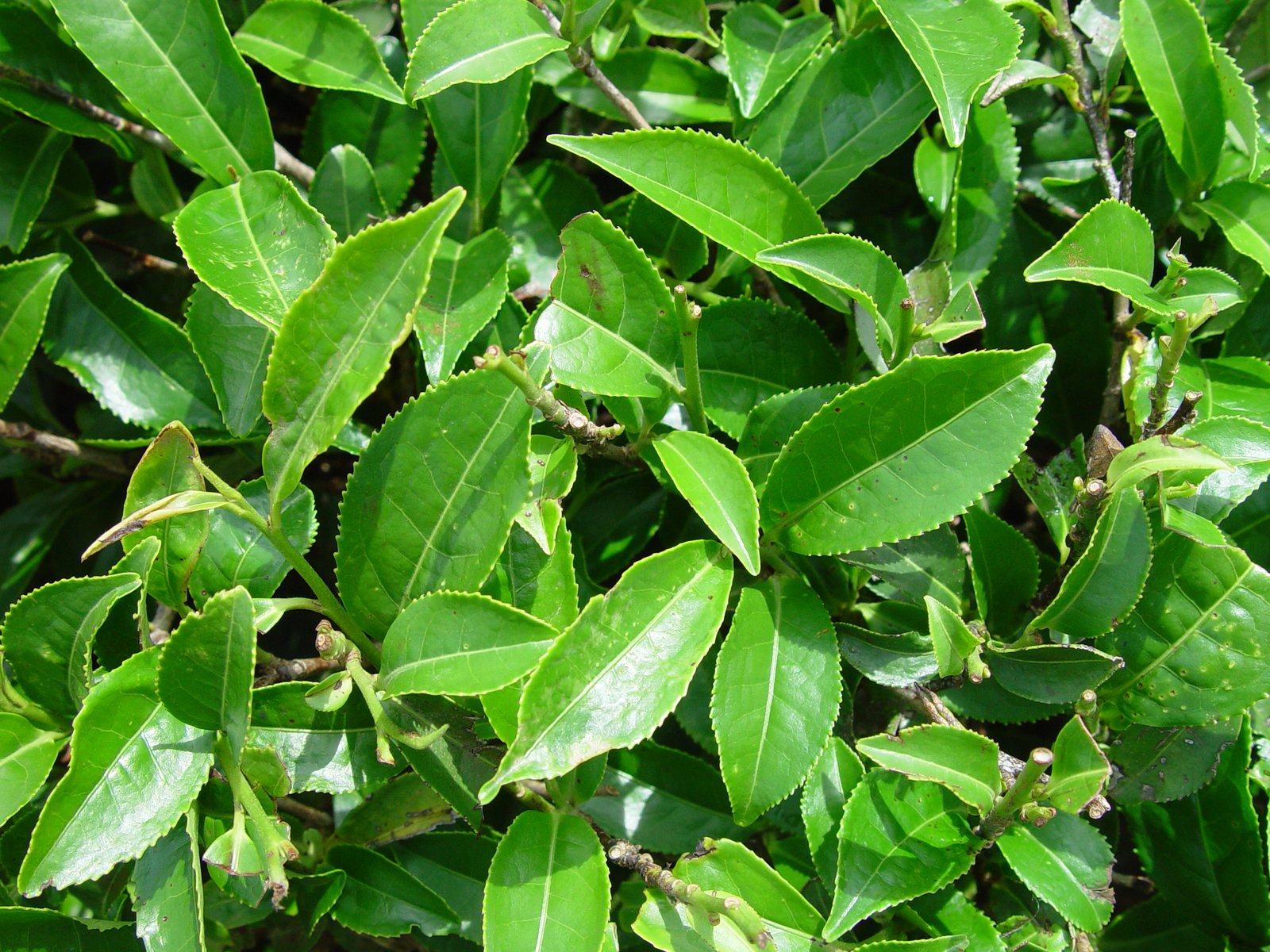 Alkaloids and Amino Acids: Subtle Influencers of Taste (image credits: wikimedia)