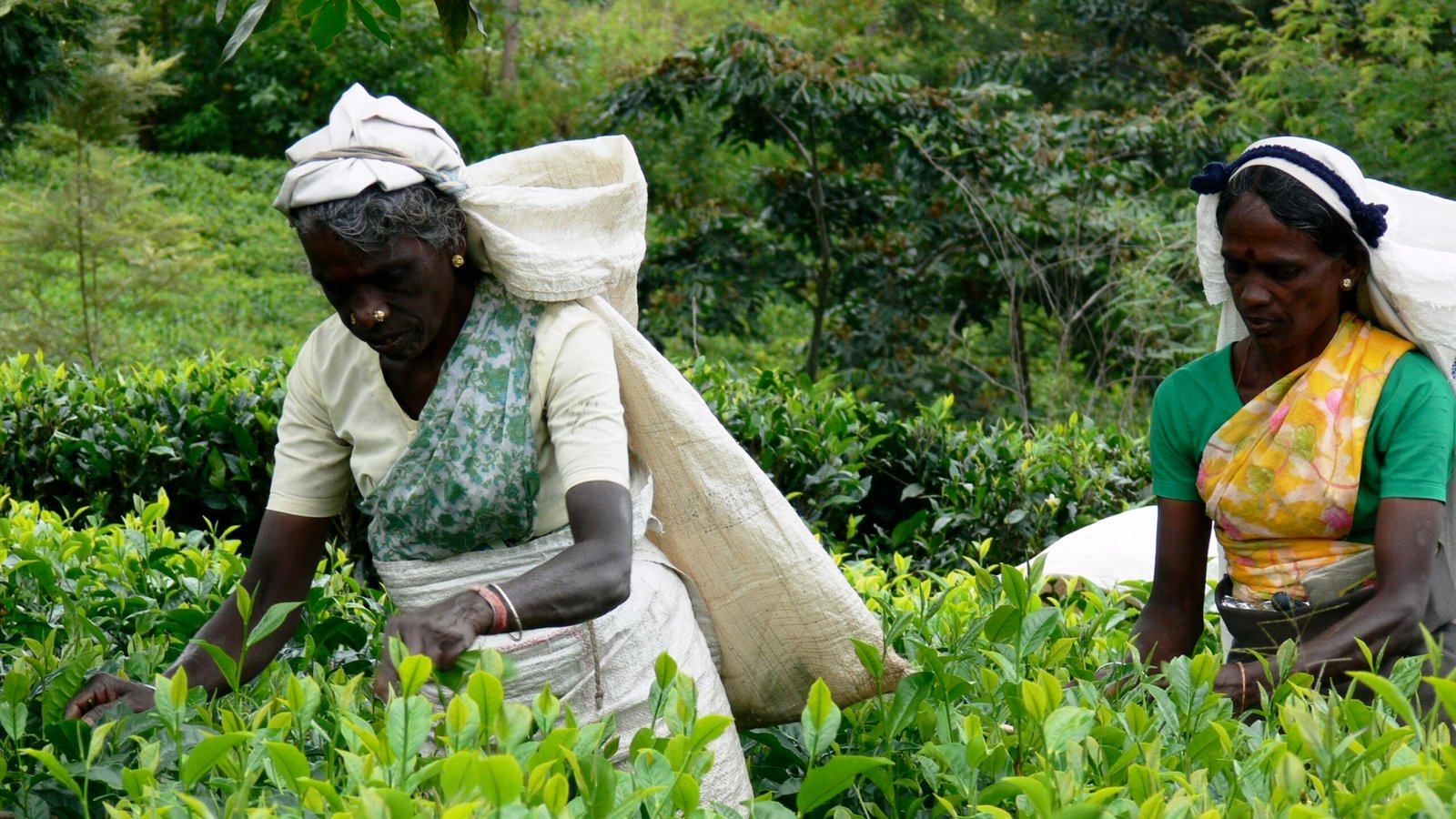 Environmental Impact: Tea and Sustainability (image credits: wikimedia)