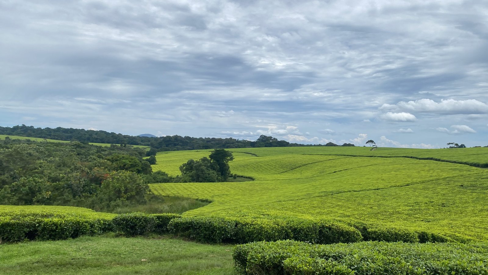 Climate Change and the Future of Tea (image credits: wikimedia)