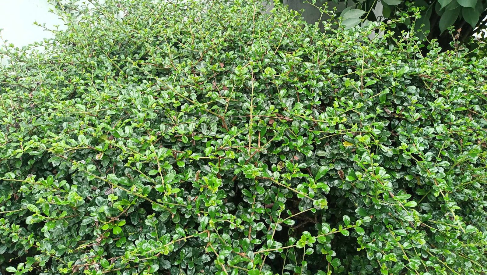 Wild Teas and Botanical Diversity (image credits: wikimedia)