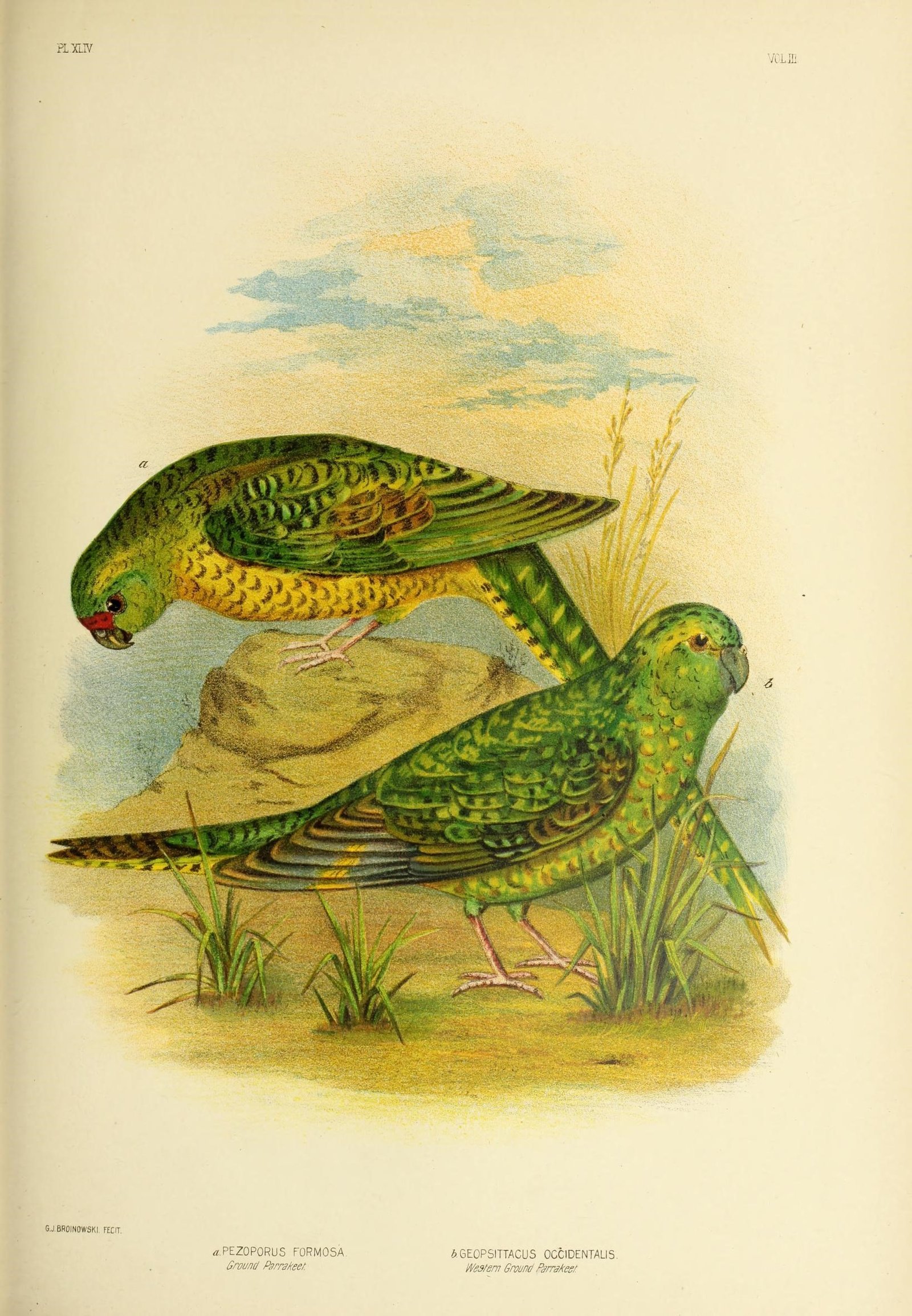 The Mysterious Habits of the Night Parrot (image credits: wikimedia)