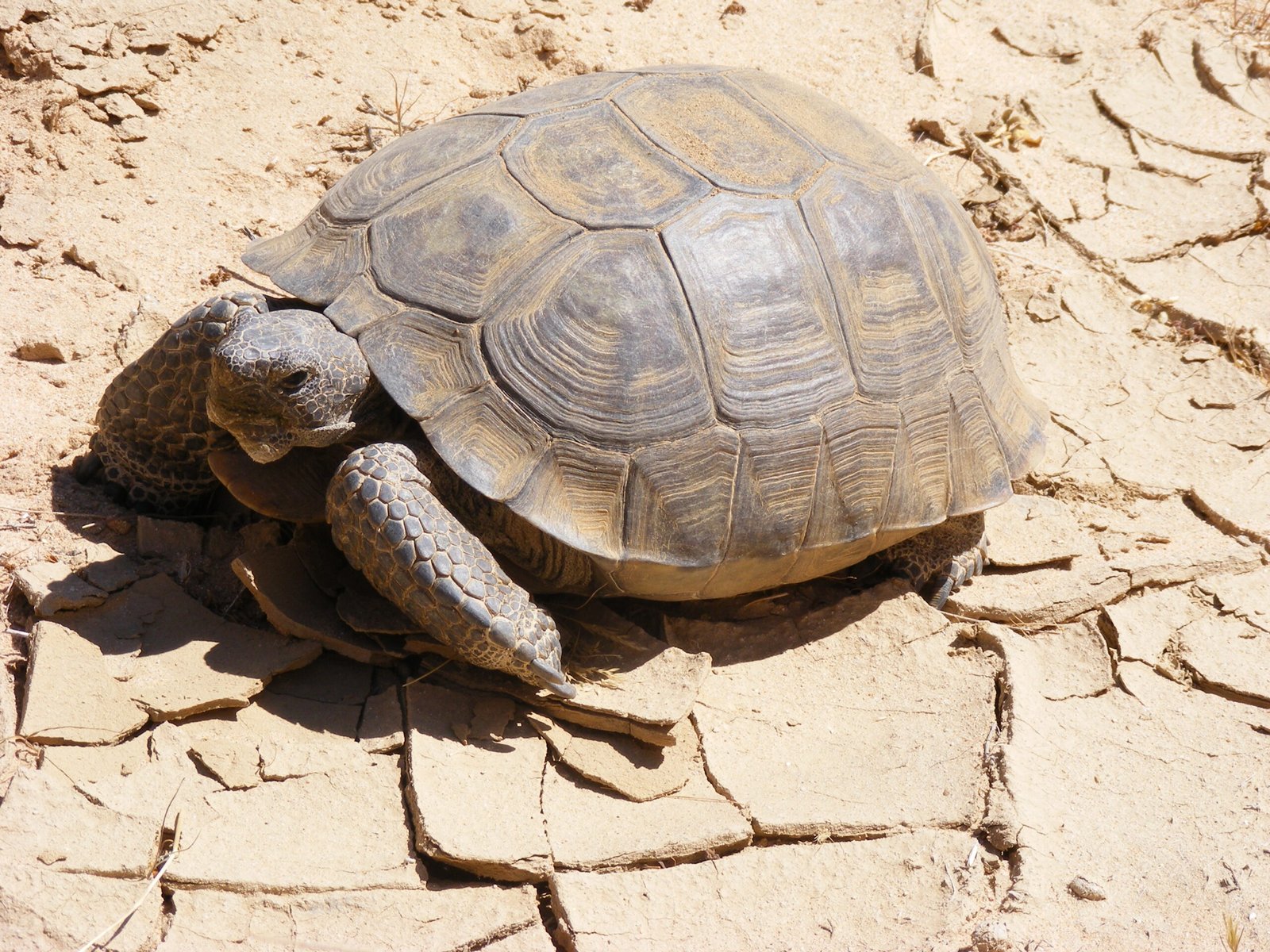 The Mojave Desert: A Land of Extremes (image credits: wikimedia)