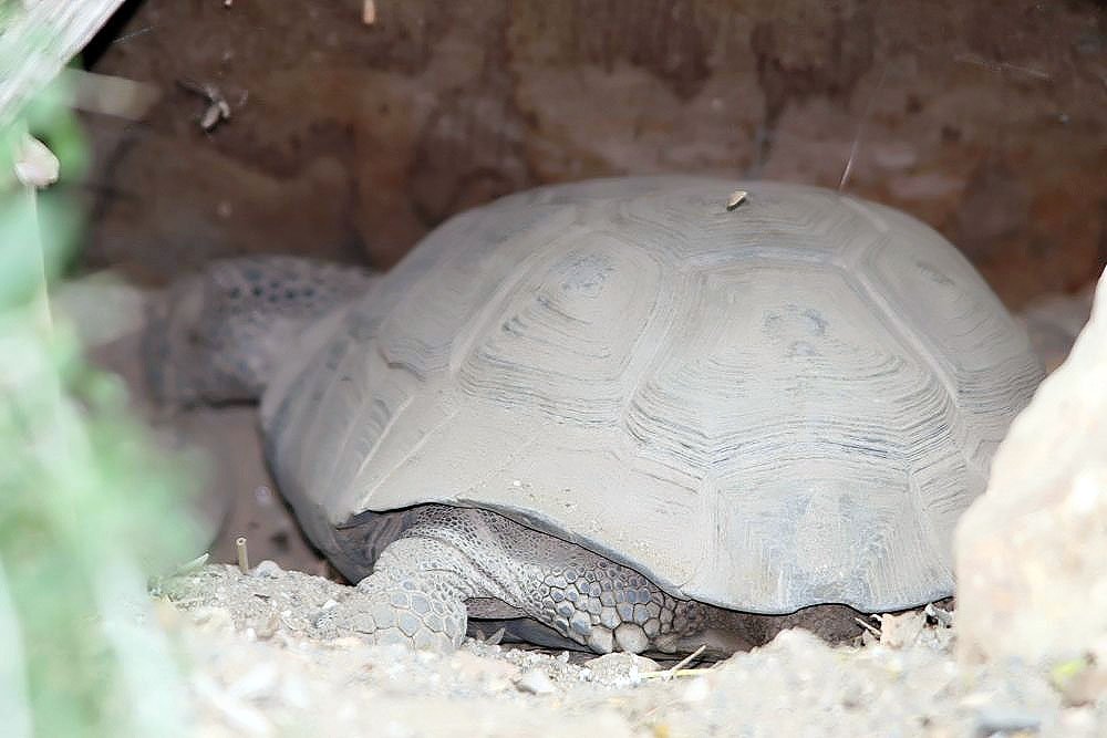 The Desert Tortoise: Ancient Resident of the Southwest (image credits: wikimedia)