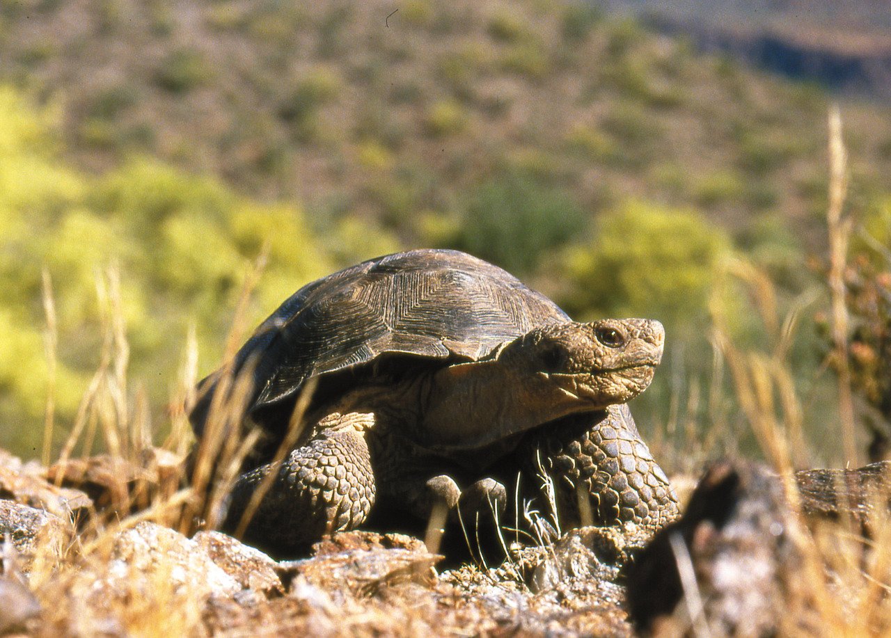 Urban Sprawl: Breaking the Tortoise’s Habitat (image credits: wikimedia)