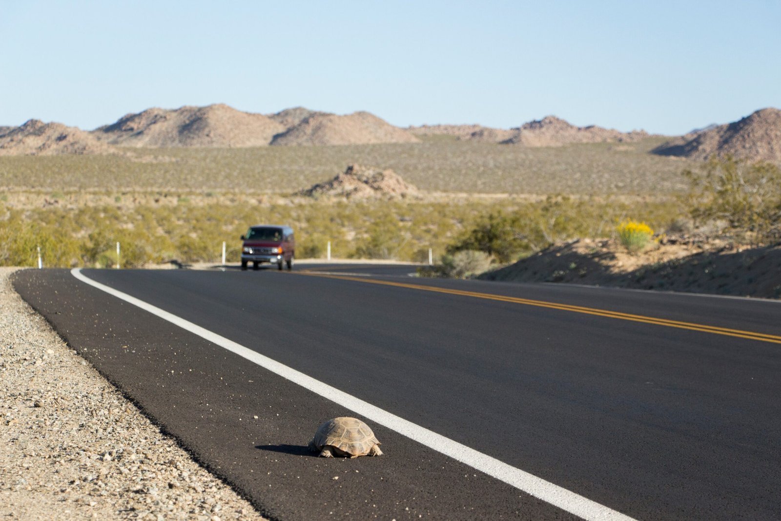 Roads and Traffic: Deadly Obstacles (image credits: wikimedia)