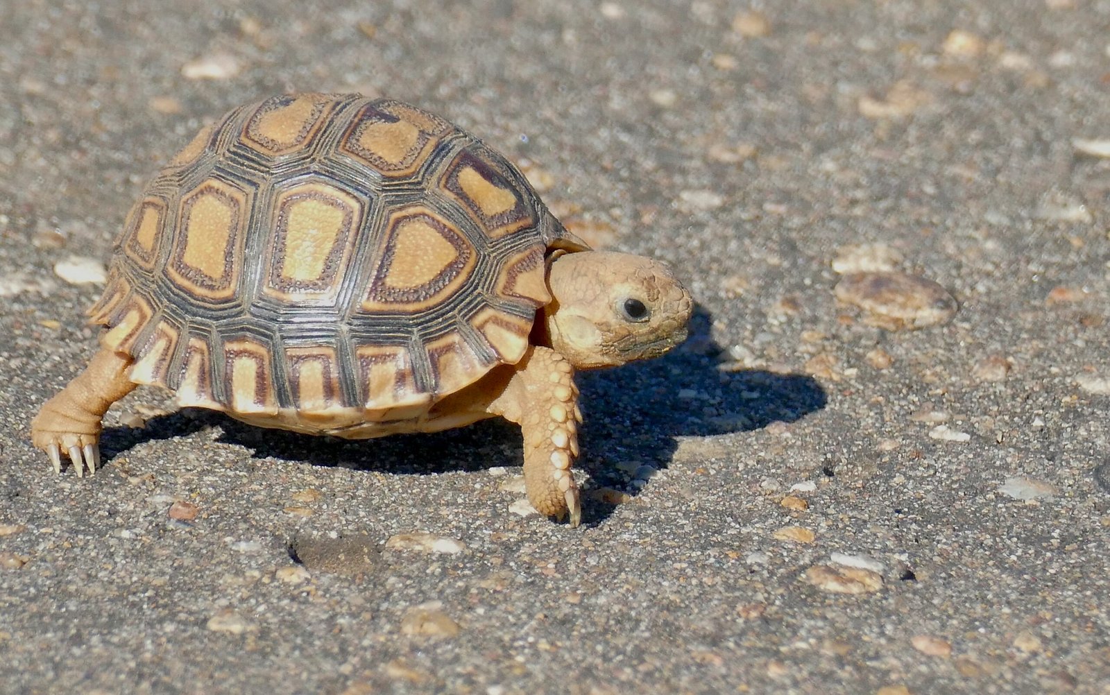 Predators and Pets: New Threats in an Urban World (image credits: wikimedia)
