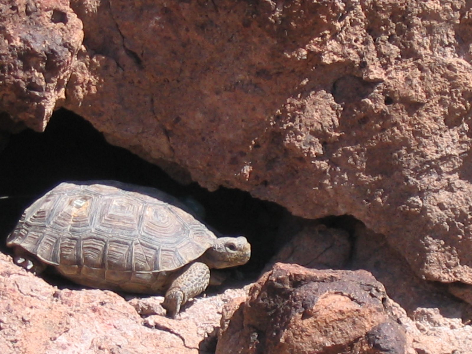 Genetic Diversity: The Hidden Cost of Isolation (image credits: wikimedia)