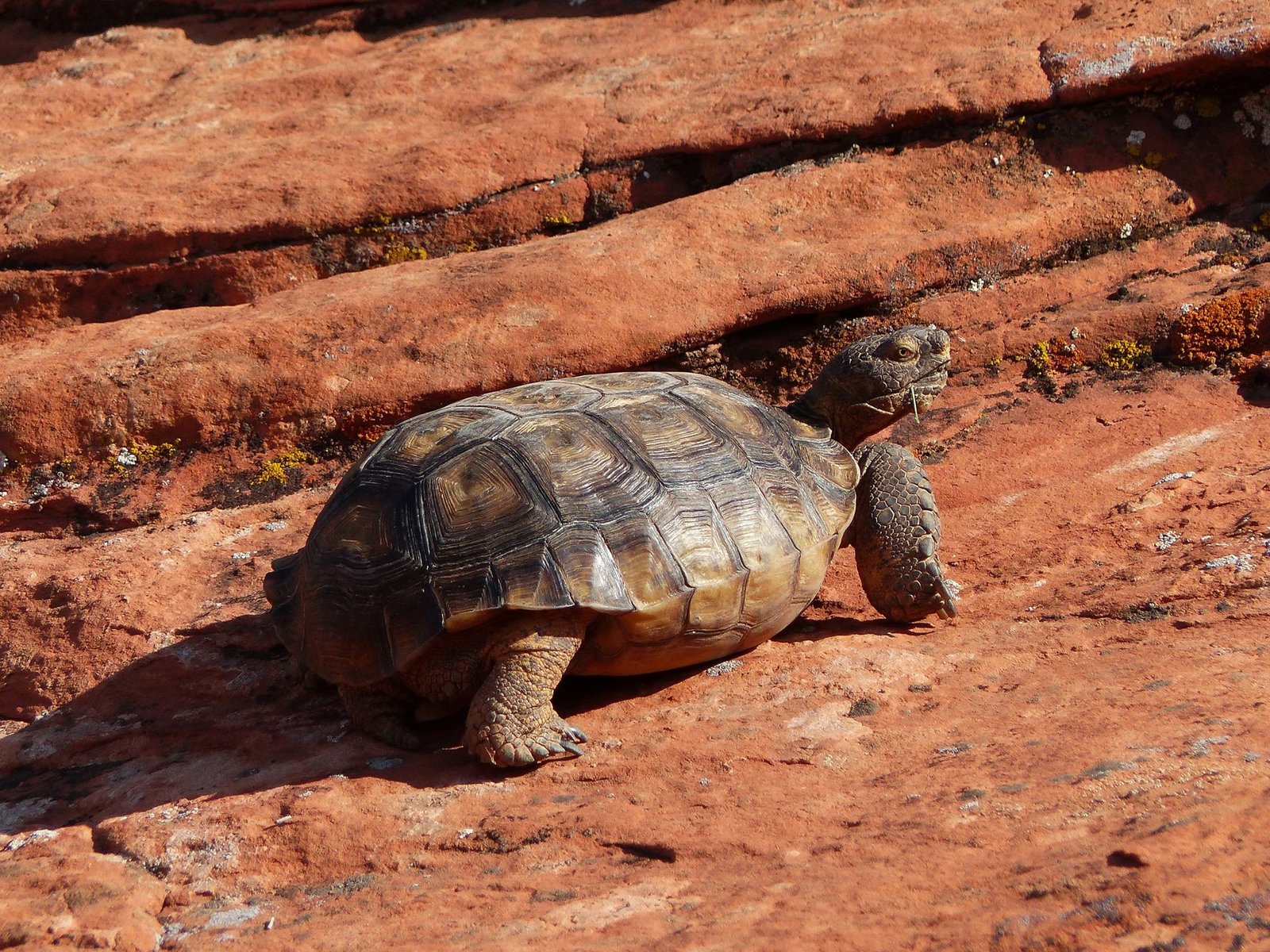 Lessons from the Desert (image credits: wikimedia)