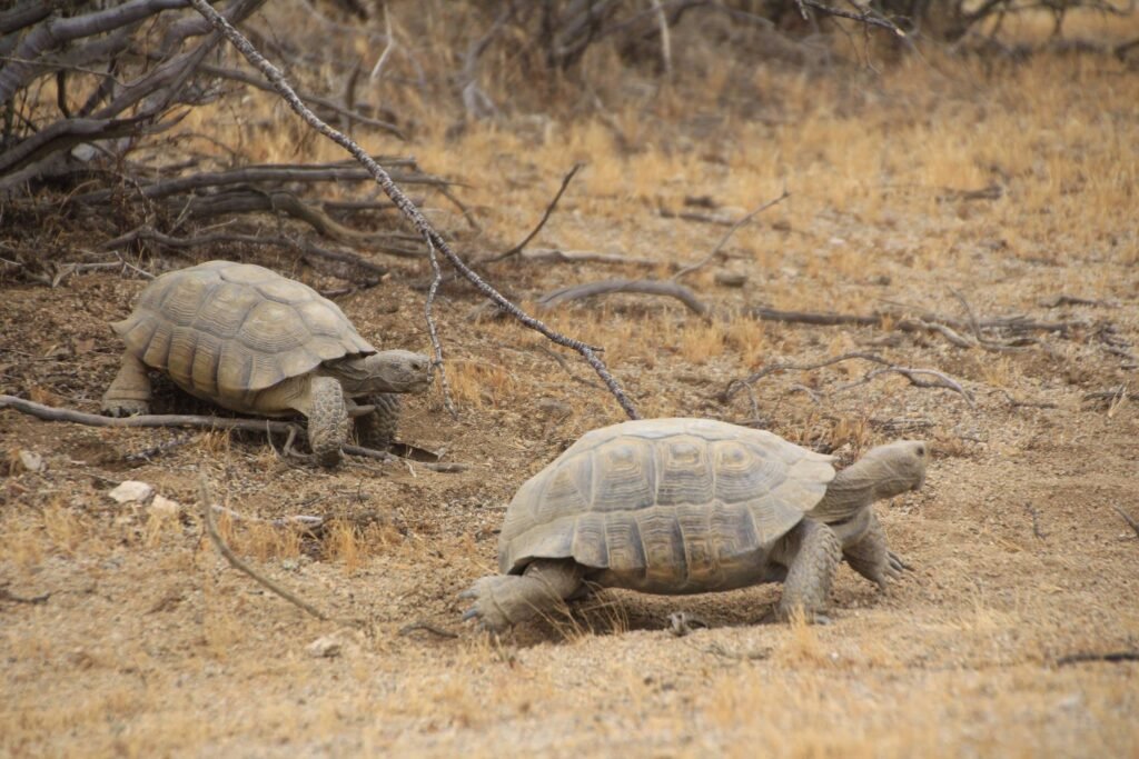 The Desert Tortoise vs. Urban Sprawl: How Las Vegas Is Reshaping an Ancient Species’ Fate