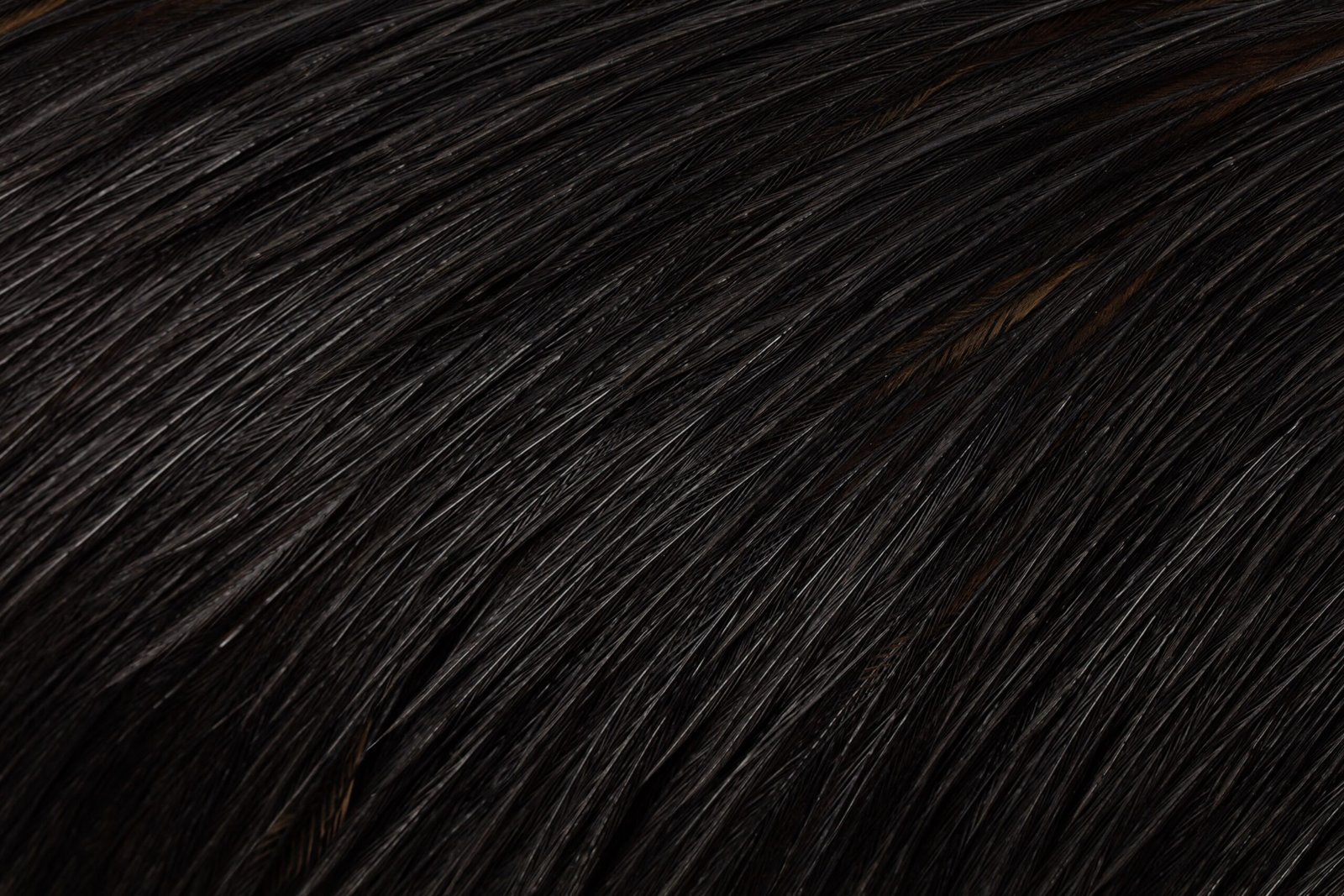 Colorful Feathers and Ancient Hues (image credits: wikimedia)