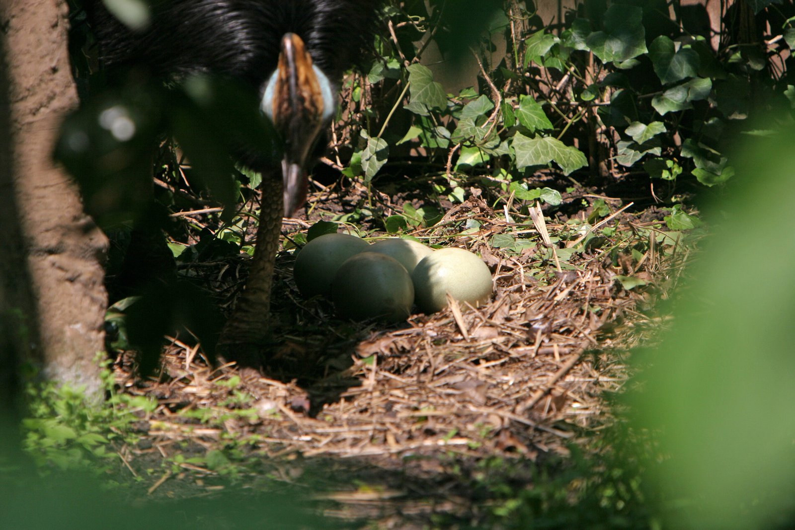 Parental Instincts: The Dinosaur Dad (image credits: wikimedia)