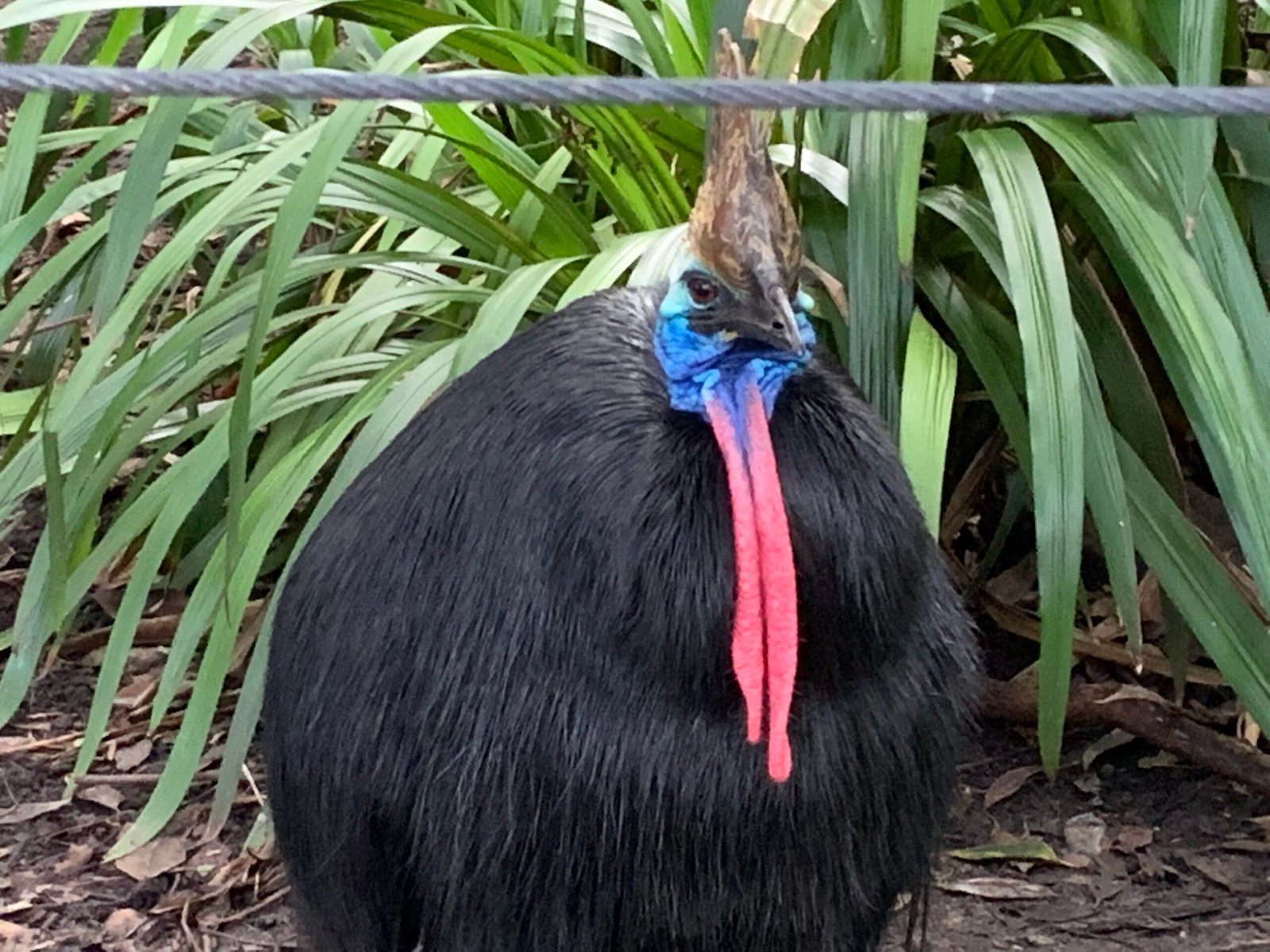 Adaptations for Survival (image credits: wikimedia)