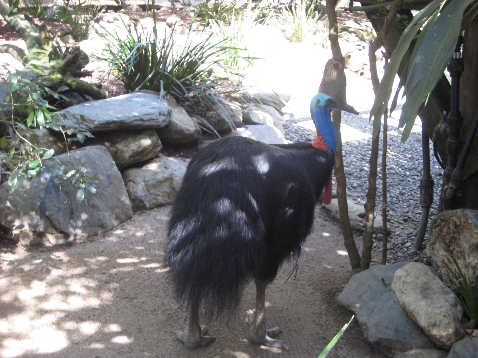 The Cassowary’s Ancient Range (image credits: wikimedia)