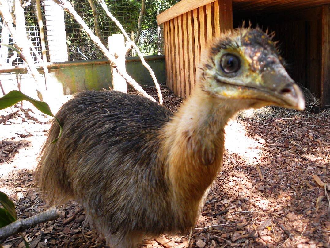 Conservation: The Dinosaur’s Dilemma (image credits: wikimedia)