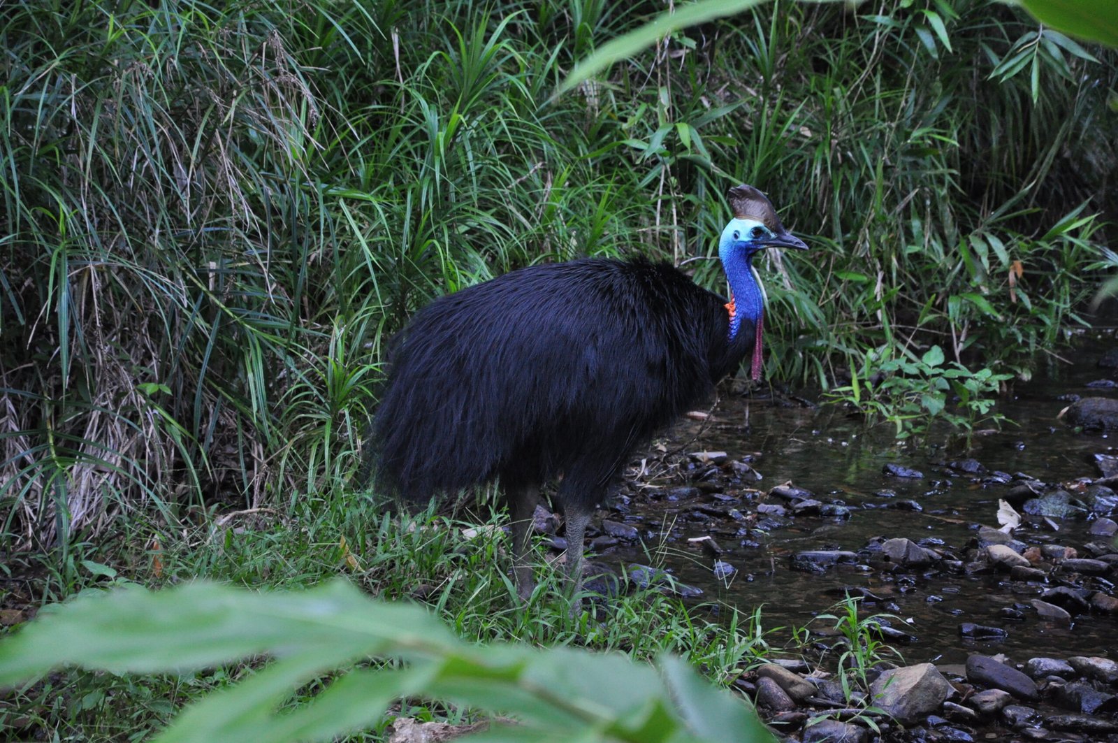 The Cassowary’s Role in Science (image credits: wikimedia)