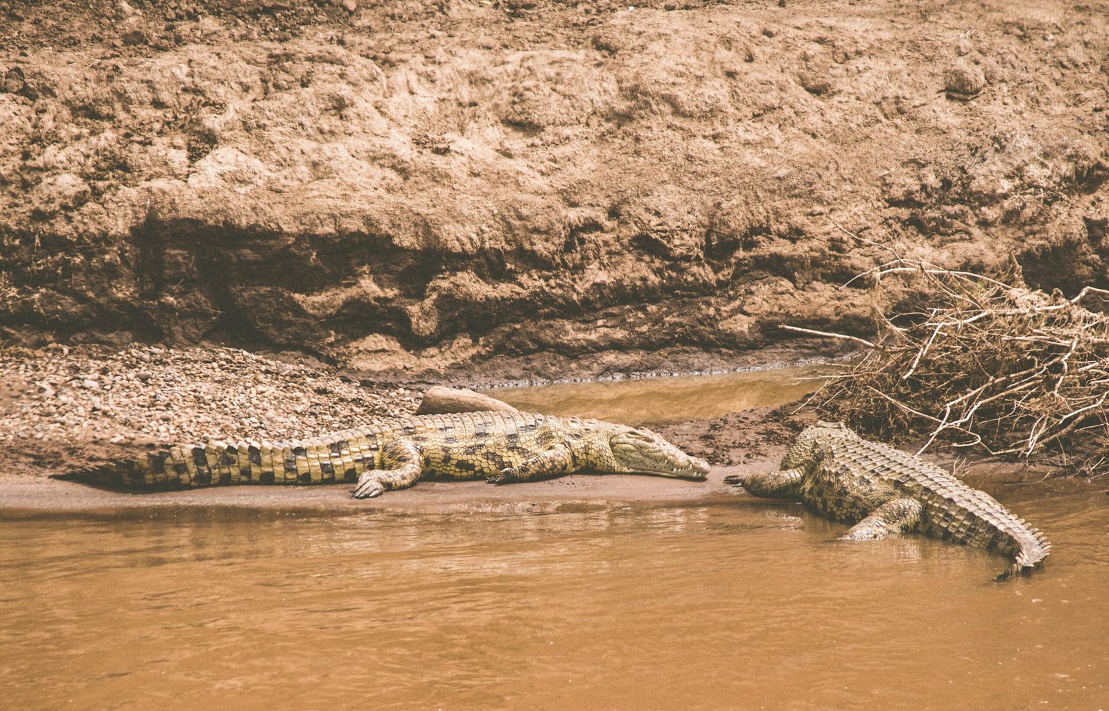 Predatory Precision: The Ultimate Ambush Hunter (image credits: wikimedia)