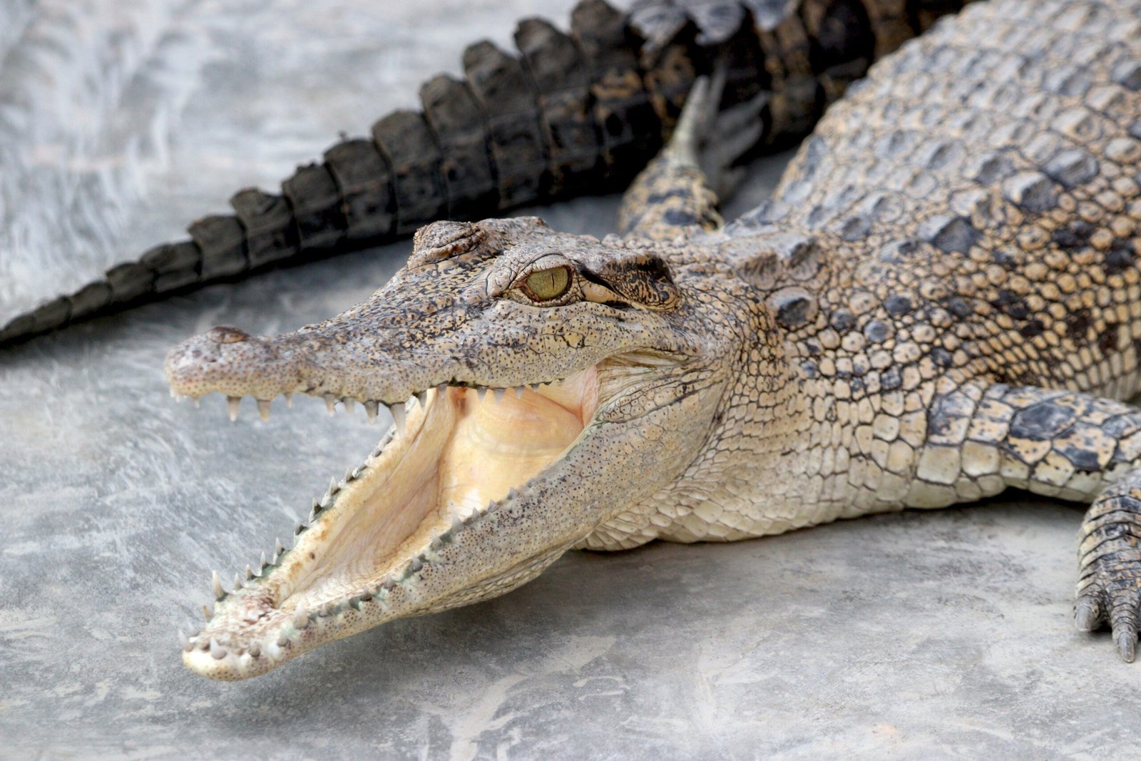 Saltwater Adaptations: Thriving Where Others Perish (image credits: wikimedia)