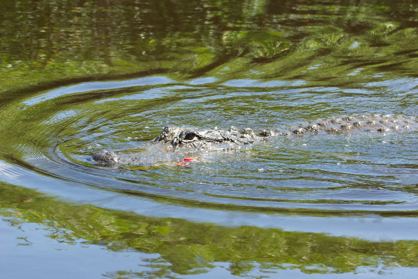 Role as Ecosystem Engineers (image credits: wikimedia)
